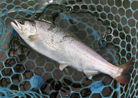 やる気満々のアマゴたち ～岡崎トラウトポンド～